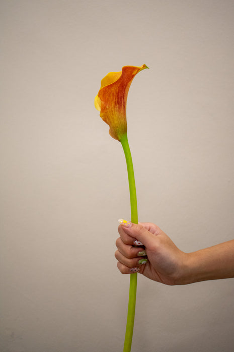 CALLA LILY CALLISTA