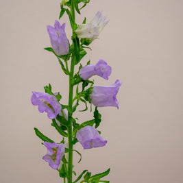 CAMPANULA MED LAVENDER
