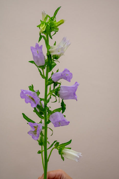 CAMPANULA MED LAVENDER