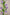 CAMPANULA MED LAVENDER
