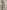 CAMPANULA MED LAVENDER
