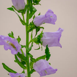 CAMPANULA MED LAVENDER