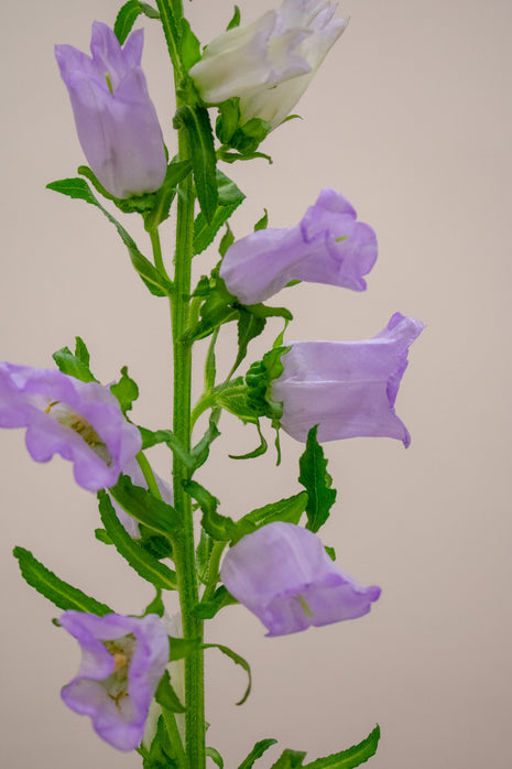 CAMPANULA MED LAVENDER