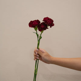 CARNATION DARK RED