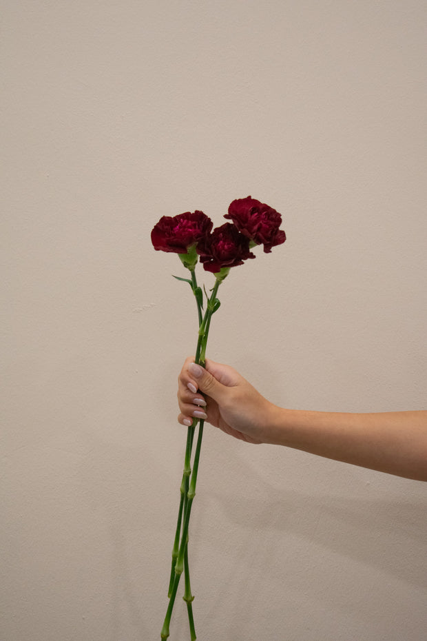 CARNATION DARK RED