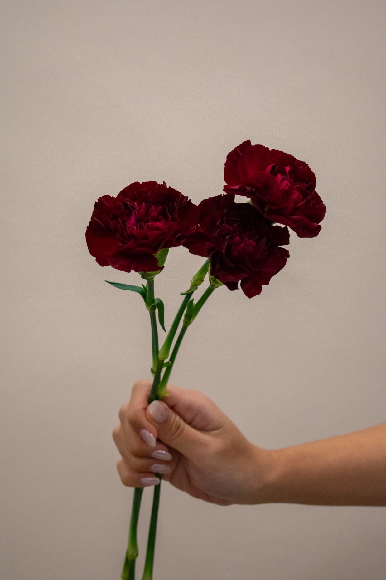 CARNATION DARK RED