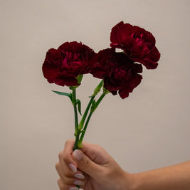 CARNATION DARK RED