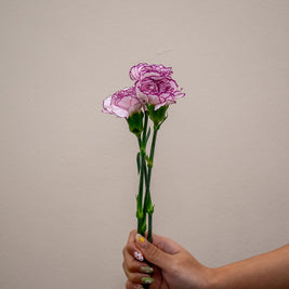 0 CARNATION PURPLE FAIRY