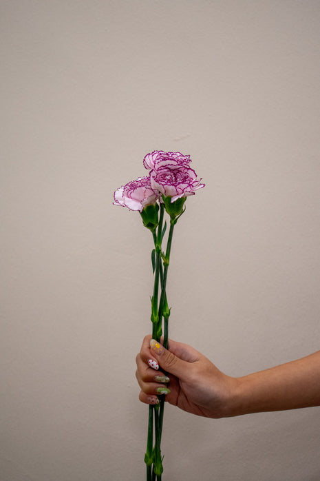 0 CARNATION PURPLE FAIRY
