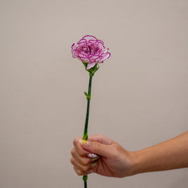 0 CARNATION PURPLE FAIRY
