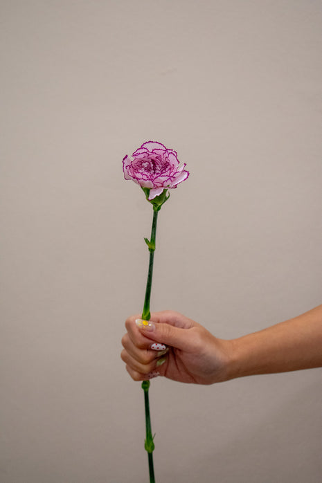 0 CARNATION PURPLE FAIRY