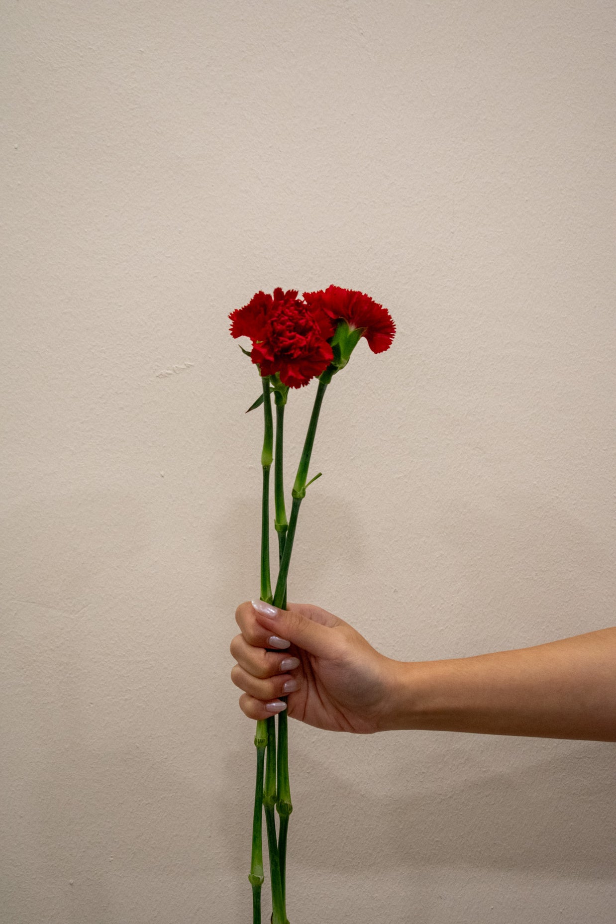 CARNATION RED