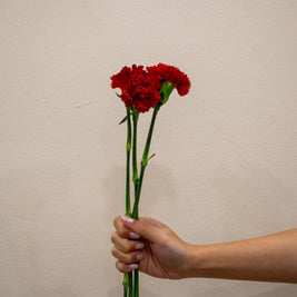 CARNATION RED
