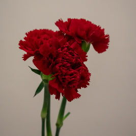 CARNATION RED