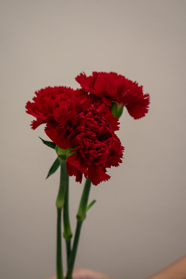 CARNATION RED