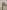 ARAMANTHUS GREEN