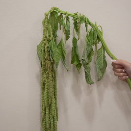 ARAMANTHUS GREEN