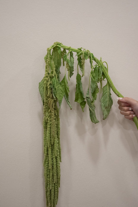 ARAMANTHUS GREEN