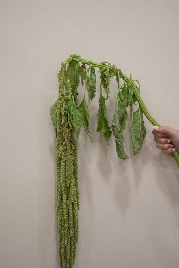 ARAMANTHUS GREEN