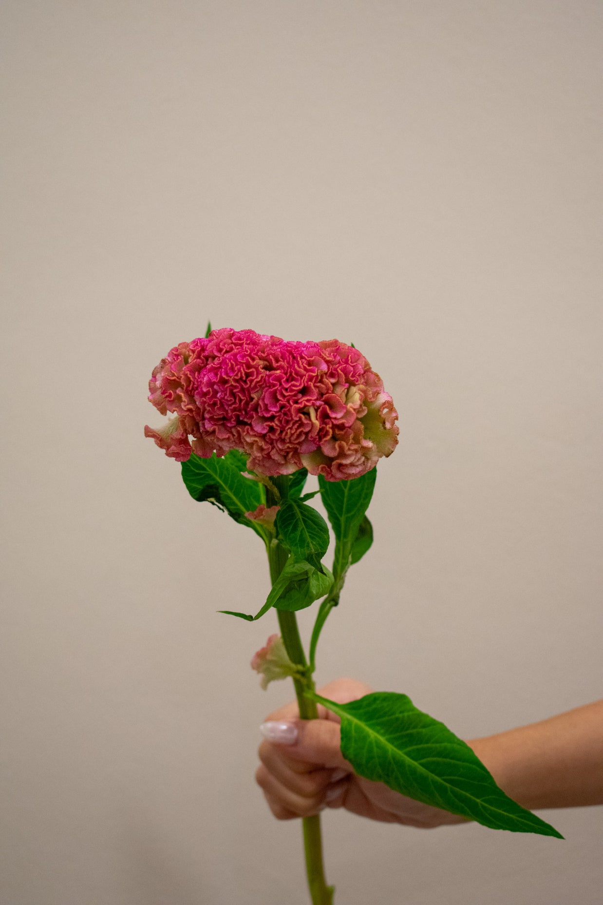 CELOSIA REPRISE ROSE