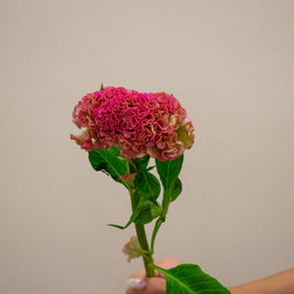 CELOSIA REPRISE ROSE