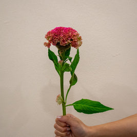 CELOSIA REPRISE ROSE