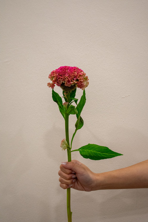 CELOSIA REPRISE ROSE