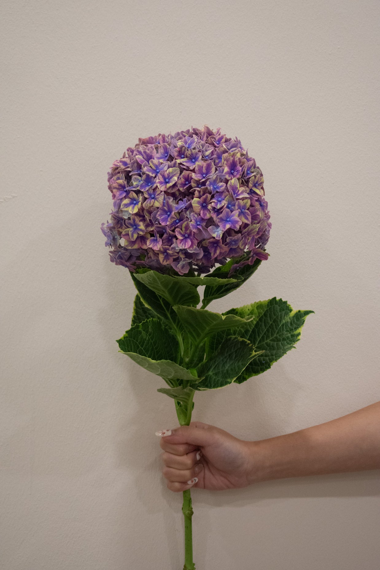 HYDRANGEA SAMURAI