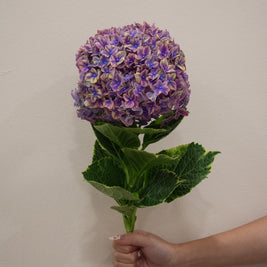 HYDRANGEA SAMURAI