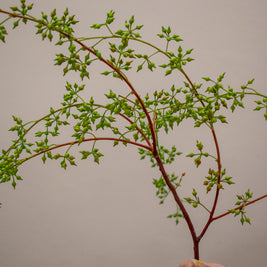 CHINA COIN SEED