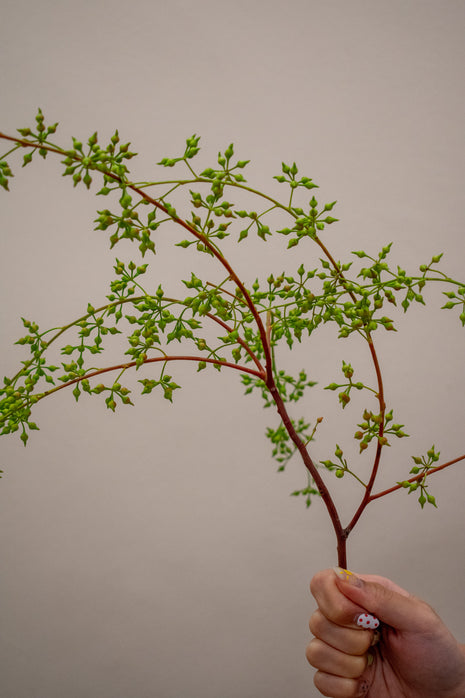 CHINA COIN SEED