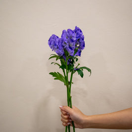CHINESE WOLFSBANE