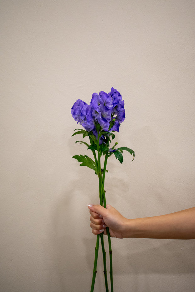 CHINESE WOLFSBANE