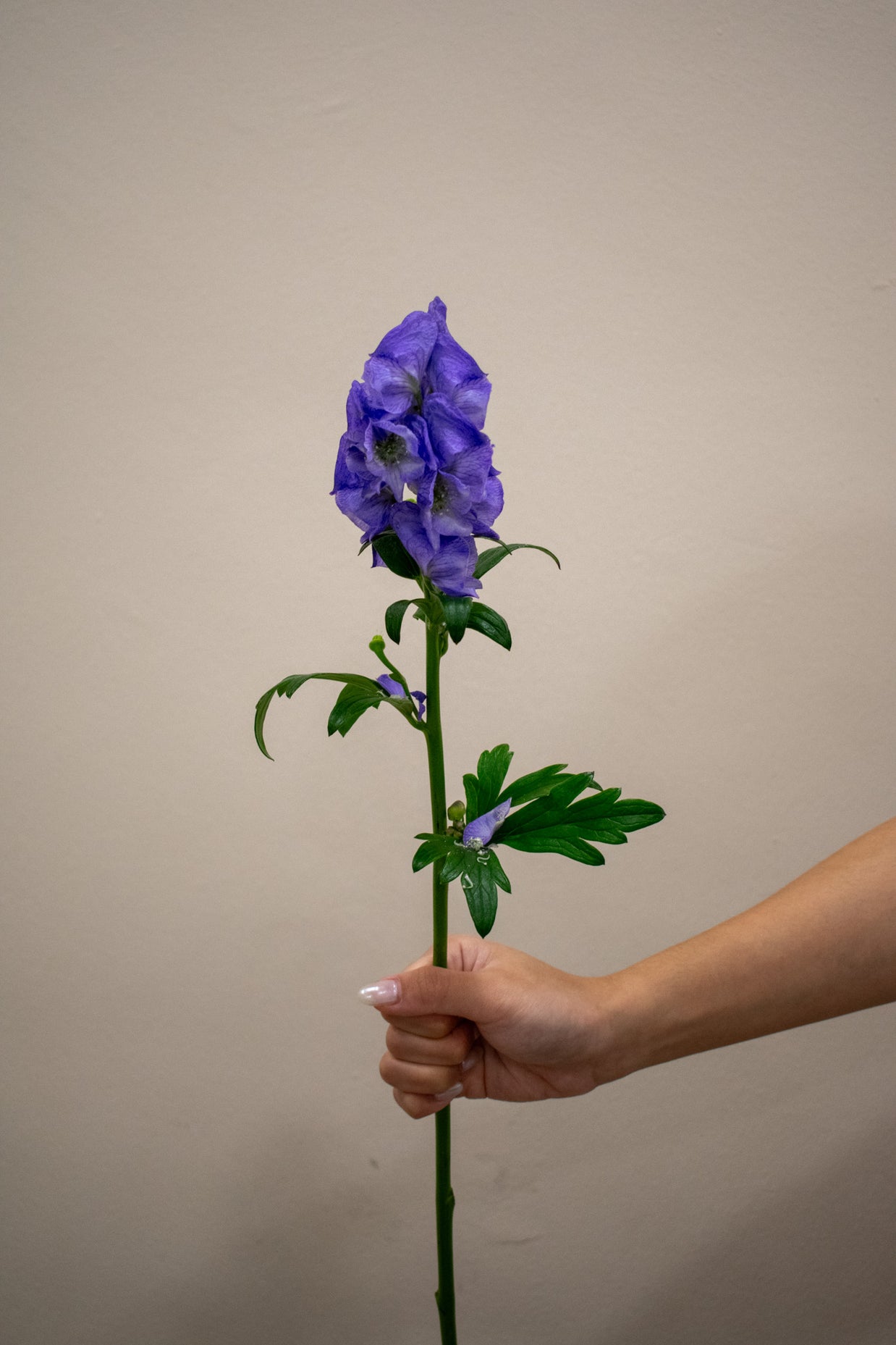 CHINESE WOLFSBANE