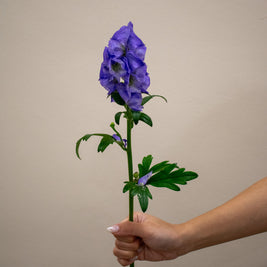 CHINESE WOLFSBANE