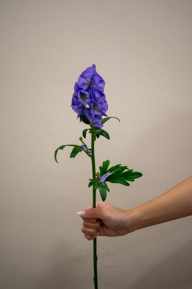 CHINESE WOLFSBANE