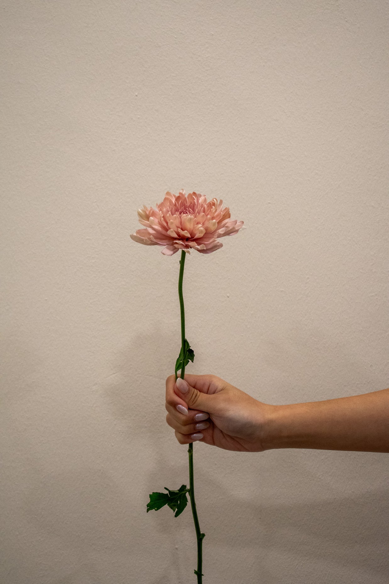 CHRYSANTHEMUM PEACH