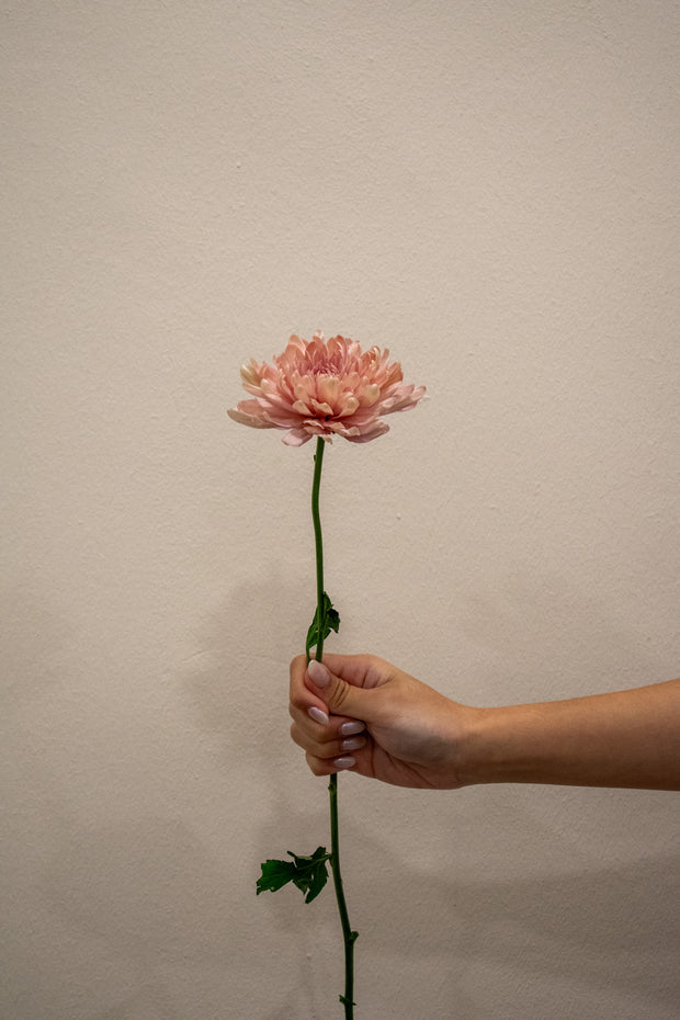 CHRYSANTHEMUM PEACH