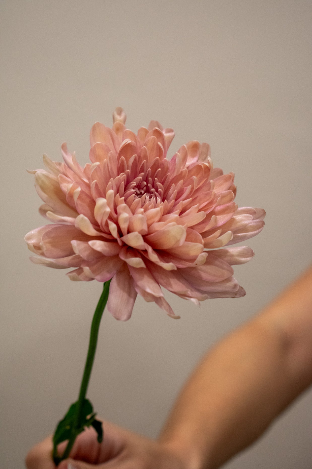 CHRYSANTHEMUM PEACH