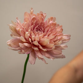CHRYSANTHEMUM PEACH
