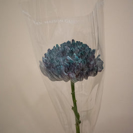 CHRYSANTHEMUM ANTONIO UNIVERSE