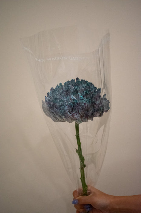 CHRYSANTHEMUM ANTONIO UNIVERSE