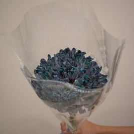 CHRYSANTHEMUM ANTONIO UNIVERSE