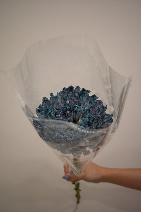 CHRYSANTHEMUM ANTONIO UNIVERSE