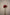 CHRYSANTHEMUM ANTONOV APPLE BANDIT