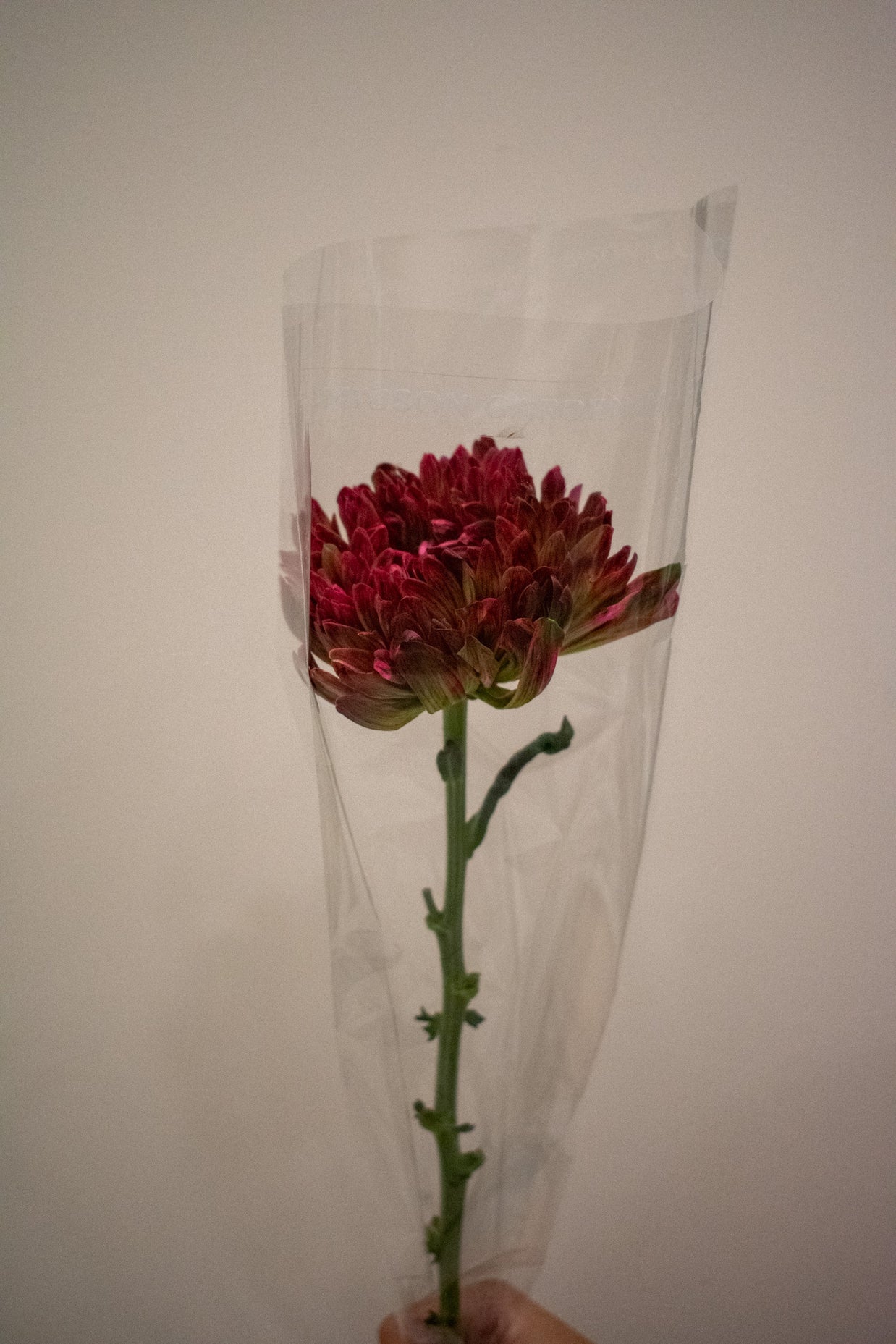 CHRYSANTHEMUM ANTONOV APPLE BANDIT