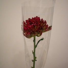 CHRYSANTHEMUM ANTONOV APPLE BANDIT