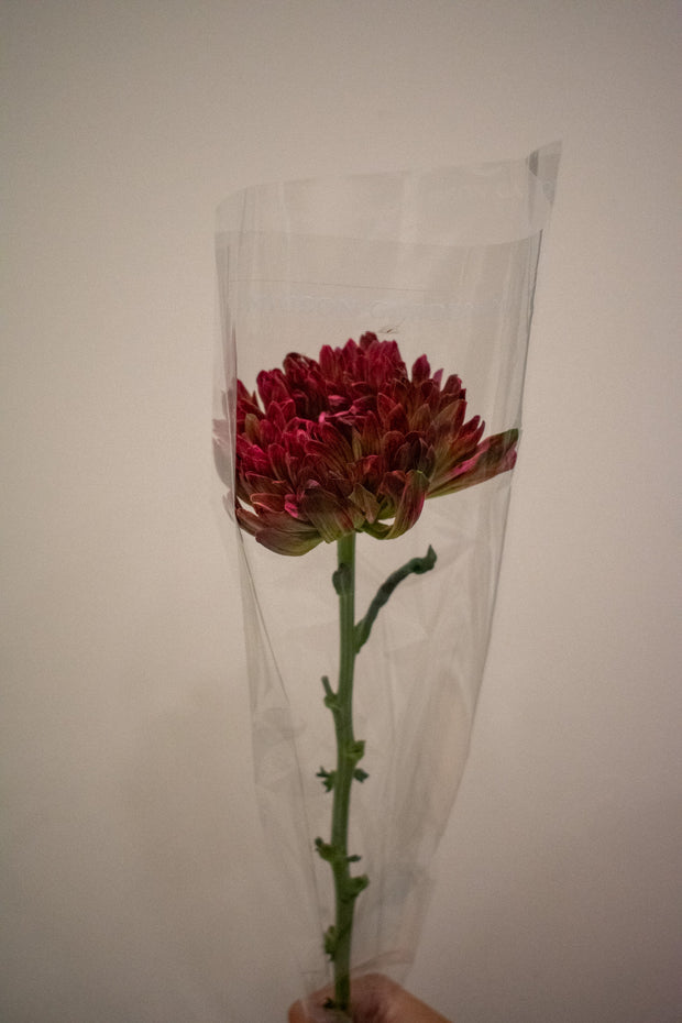 CHRYSANTHEMUM ANTONOV APPLE BANDIT
