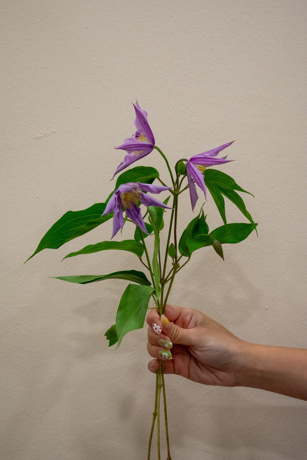 CLEMATIS AMAZING LONDON LAVENDER