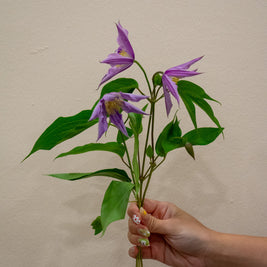 CLEMATIS AMAZING LONDON LAVENDER